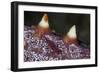 A Tiny Shrimp Lives on a Starfish in Lembeh Strait, Indonesia-Stocktrek Images-Framed Photographic Print