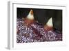 A Tiny Shrimp Lives on a Starfish in Lembeh Strait, Indonesia-Stocktrek Images-Framed Photographic Print
