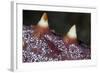 A Tiny Shrimp Lives on a Starfish in Lembeh Strait, Indonesia-Stocktrek Images-Framed Photographic Print