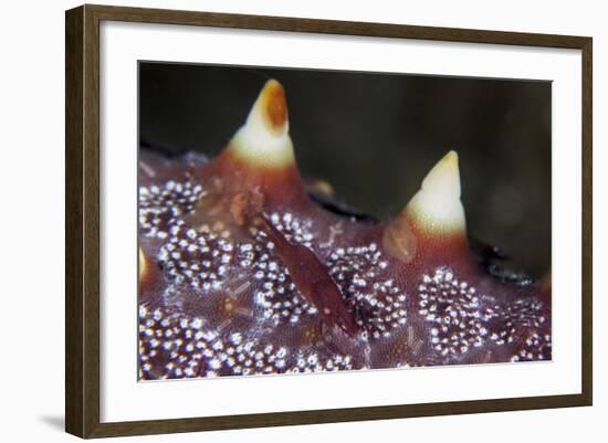 A Tiny Shrimp Lives on a Starfish in Lembeh Strait, Indonesia-Stocktrek Images-Framed Photographic Print