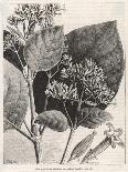 Flower and Leaves of the Quinine Plant-A. Tissandier-Art Print