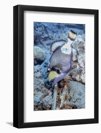 A Titan Triggerfish Faces Off with a Small Wrasse, Papua New Guinea-Stocktrek Images-Framed Photographic Print