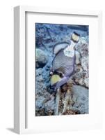 A Titan Triggerfish Faces Off with a Small Wrasse, Papua New Guinea-Stocktrek Images-Framed Photographic Print