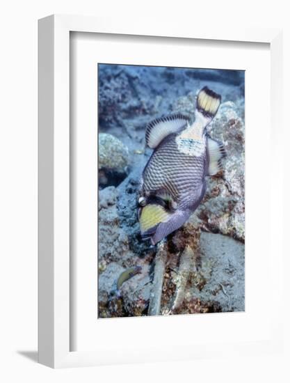 A Titan Triggerfish Faces Off with a Small Wrasse, Papua New Guinea-Stocktrek Images-Framed Photographic Print