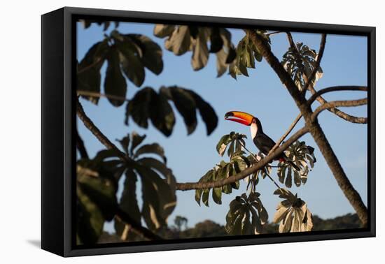 A Toco Toucan Feeds in a Tree Near Iguazu Falls at Sunset-Alex Saberi-Framed Stretched Canvas