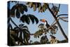 A Toco Toucan Feeds in a Tree Near Iguazu Falls at Sunset-Alex Saberi-Stretched Canvas