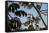 A Toco Toucan Feeds in a Tree Near Iguazu Falls at Sunset-Alex Saberi-Framed Stretched Canvas