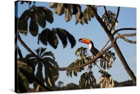 A Toco Toucan Feeds in a Tree Near Iguazu Falls at Sunset-Alex Saberi-Stretched Canvas