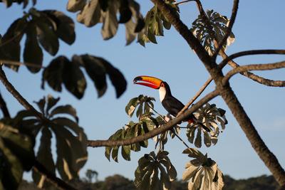 https://imgc.allpostersimages.com/img/posters/a-toco-toucan-feeds-in-a-tree-near-iguazu-falls-at-sunset_u-L-PNCHTJ0.jpg?artPerspective=n
