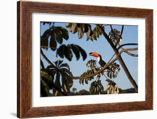 A Toco Toucan Feeds in a Tree Near Iguazu Falls at Sunset-Alex Saberi-Framed Photographic Print