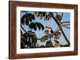 A Toco Toucan Feeds in a Tree Near Iguazu Falls at Sunset-Alex Saberi-Framed Photographic Print