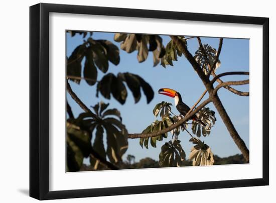 A Toco Toucan Feeds in a Tree Near Iguazu Falls at Sunset-Alex Saberi-Framed Photographic Print