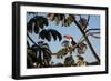 A Toco Toucan Feeds in a Tree Near Iguazu Falls at Sunset-Alex Saberi-Framed Photographic Print