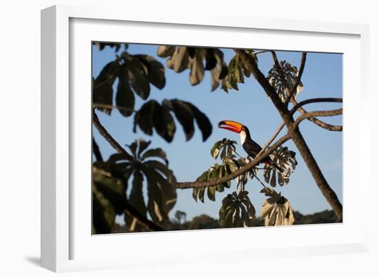 A Toco Toucan Feeds in a Tree Near Iguazu Falls at Sunset-Alex Saberi-Framed Photographic Print