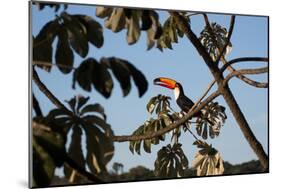 A Toco Toucan Feeds in a Tree Near Iguazu Falls at Sunset-Alex Saberi-Mounted Photographic Print