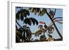 A Toco Toucan Feeds in a Tree Near Iguazu Falls at Sunset-Alex Saberi-Framed Photographic Print