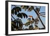 A Toco Toucan Feeds in a Tree Near Iguazu Falls at Sunset-Alex Saberi-Framed Photographic Print