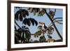 A Toco Toucan Feeds in a Tree Near Iguazu Falls at Sunset-Alex Saberi-Framed Photographic Print