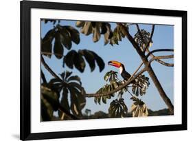 A Toco Toucan Feeds in a Tree Near Iguazu Falls at Sunset-Alex Saberi-Framed Photographic Print