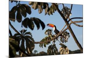 A Toco Toucan Feeds in a Tree Near Iguazu Falls at Sunset-Alex Saberi-Mounted Photographic Print