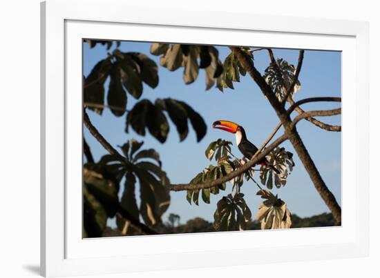 A Toco Toucan Feeds in a Tree Near Iguazu Falls at Sunset-Alex Saberi-Framed Photographic Print