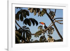 A Toco Toucan Feeds in a Tree Near Iguazu Falls at Sunset-Alex Saberi-Framed Photographic Print