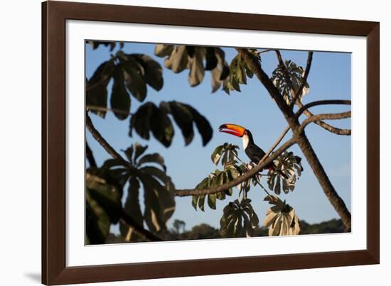 A Toco Toucan Feeds in a Tree Near Iguazu Falls at Sunset-Alex Saberi-Framed Photographic Print