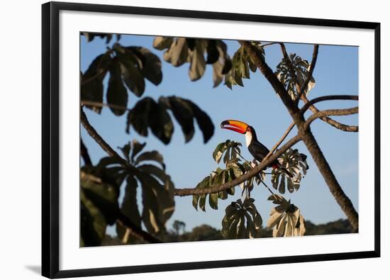 A Toco Toucan Feeds in a Tree Near Iguazu Falls at Sunset-Alex Saberi-Framed Photographic Print