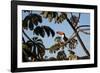 A Toco Toucan Feeds in a Tree Near Iguazu Falls at Sunset-Alex Saberi-Framed Photographic Print