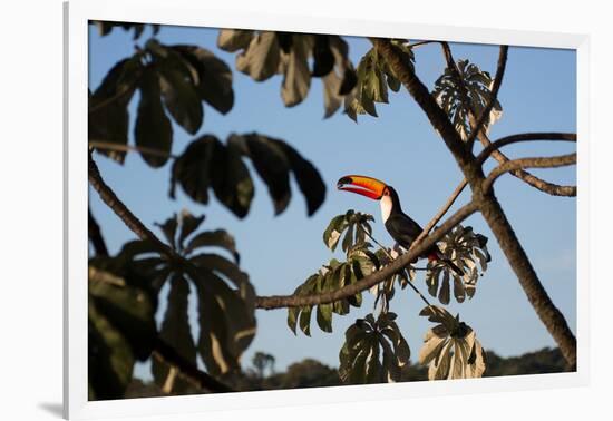 A Toco Toucan Feeds in a Tree Near Iguazu Falls at Sunset-Alex Saberi-Framed Photographic Print