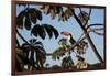 A Toco Toucan Feeds in a Tree Near Iguazu Falls at Sunset-Alex Saberi-Framed Photographic Print