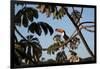 A Toco Toucan Feeds in a Tree Near Iguazu Falls at Sunset-Alex Saberi-Framed Photographic Print