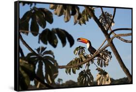 A Toco Toucan Feeds in a Tree Near Iguazu Falls at Sunset-Alex Saberi-Framed Stretched Canvas