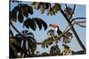 A Toco Toucan Feeds in a Tree Near Iguazu Falls at Sunset-Alex Saberi-Stretched Canvas