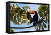 A Toco Toucan in a Tree Near Iguazu Falls at Sunset-Alex Saberi-Framed Stretched Canvas