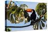 A Toco Toucan in a Tree Near Iguazu Falls at Sunset-Alex Saberi-Stretched Canvas