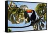 A Toco Toucan in a Tree Near Iguazu Falls at Sunset-Alex Saberi-Framed Stretched Canvas