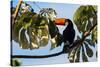 A Toco Toucan in a Tree Near Iguazu Falls at Sunset-Alex Saberi-Stretched Canvas