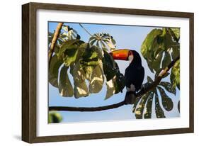 A Toco Toucan in a Tree Near Iguazu Falls at Sunset-Alex Saberi-Framed Photographic Print