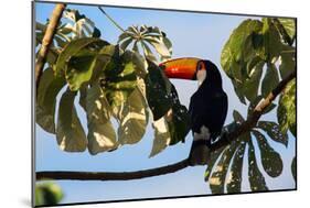 A Toco Toucan in a Tree Near Iguazu Falls at Sunset-Alex Saberi-Mounted Photographic Print