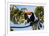 A Toco Toucan in a Tree Near Iguazu Falls at Sunset-Alex Saberi-Framed Photographic Print