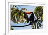 A Toco Toucan in a Tree Near Iguazu Falls at Sunset-Alex Saberi-Framed Photographic Print