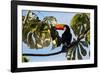 A Toco Toucan in a Tree Near Iguazu Falls at Sunset-Alex Saberi-Framed Photographic Print