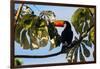 A Toco Toucan in a Tree Near Iguazu Falls at Sunset-Alex Saberi-Framed Photographic Print