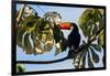 A Toco Toucan in a Tree Near Iguazu Falls at Sunset-Alex Saberi-Framed Photographic Print