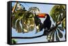 A Toco Toucan in a Tree Near Iguazu Falls at Sunset-Alex Saberi-Framed Stretched Canvas