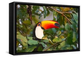 A Toco Toucan Perches in a Tree Near Iguazu Falls at Sunset-Alex Saberi-Framed Stretched Canvas