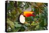 A Toco Toucan Perches in a Tree Near Iguazu Falls at Sunset-Alex Saberi-Stretched Canvas