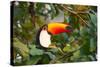 A Toco Toucan Perches in a Tree Near Iguazu Falls at Sunset-Alex Saberi-Stretched Canvas