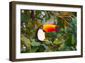 A Toco Toucan Perches in a Tree Near Iguazu Falls at Sunset-Alex Saberi-Framed Photographic Print